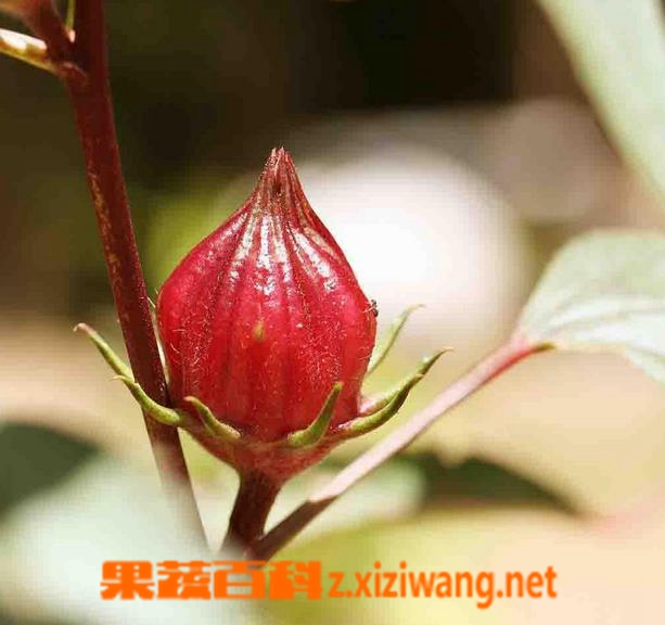 果蔬百科洛神花的功效与作用