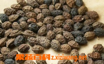 果蔬百科中药鸦胆子的功效与作用