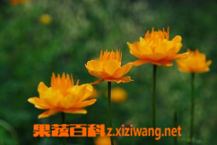 果蔬百科金莲花的功效与作用