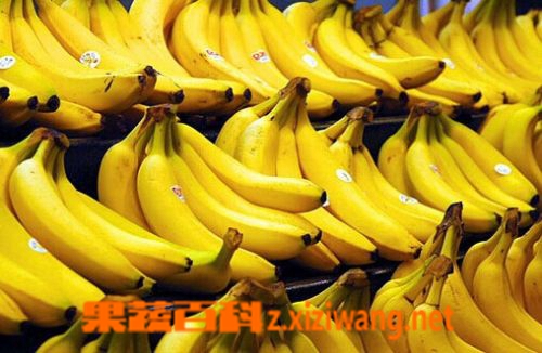果蔬百科香蕉的功效与作用
