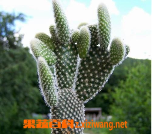 果蔬百科仙人球的功效与作用