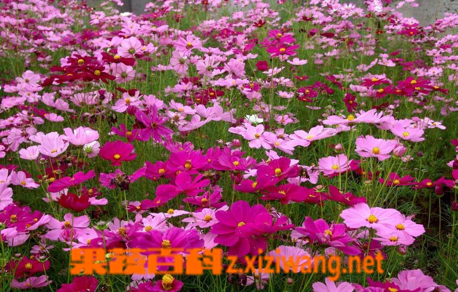 果蔬百科波斯菊种子怎么种