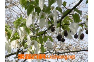 珙桐果的功效与作用