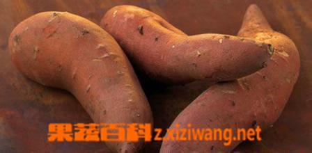 果蔬百科吃地瓜的好处和坏处
