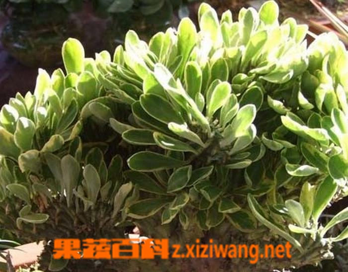 果蔬百科金麒麟的养殖方法