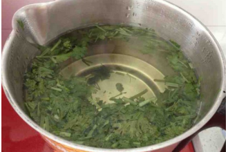 香菜煮水的功效与作用 香菜煮水能治疗哪些疾病