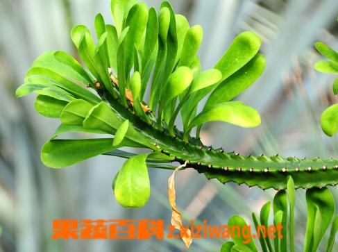 果蔬百科麒麟掌图片 麒麟掌的功效与作用