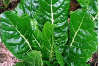 牛皮菜的营养价值与功效