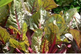 牛皮菜怎么做好吃 牛皮菜的材料和做法步骤