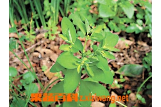 大戟图片 大戟的功效与作用