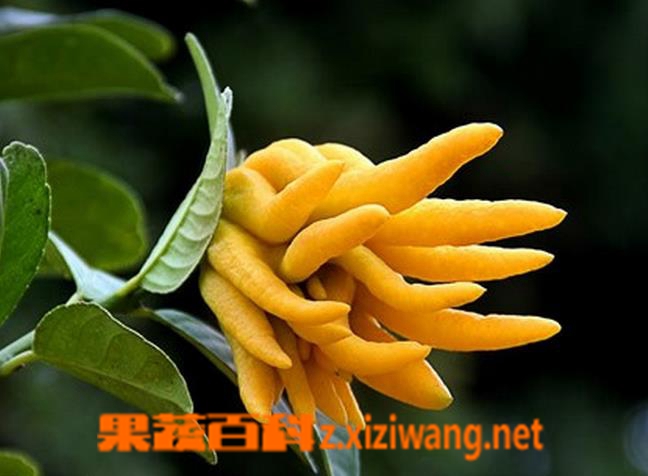 果蔬百科五指柑的功效与作用