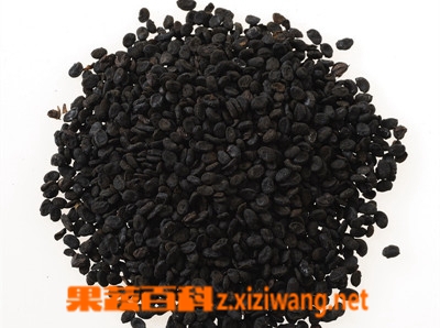 果蔬百科补骨脂图片 补骨脂的功效与作用