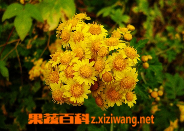 果蔬百科山菊花的功效有哪些 山菊花食用方法