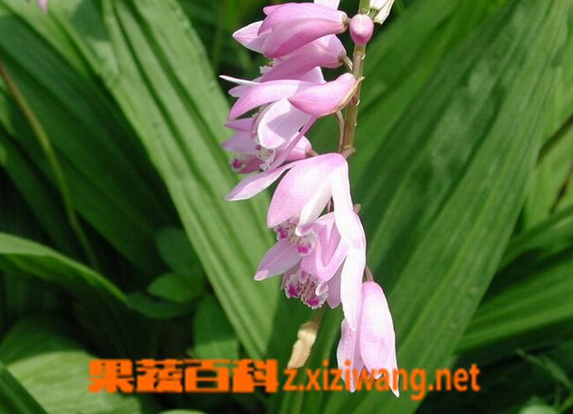 果蔬百科土白芨 土白芨的功效与作用 土白芨的副作用