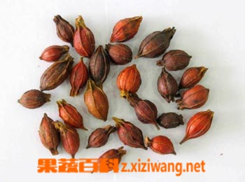 果蔬百科山栀子的功效与作用