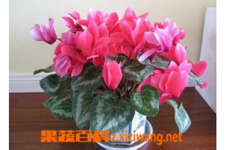 仙客来叶子发黄的原因有哪些