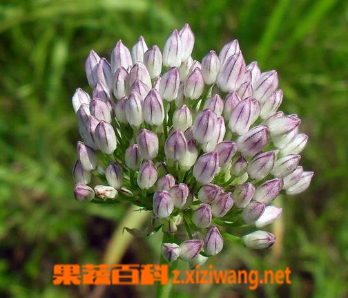 果蔬百科薤白图片 薤白的功效与作用