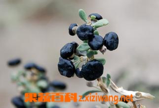果蔬百科黑枸杞的功效与作用