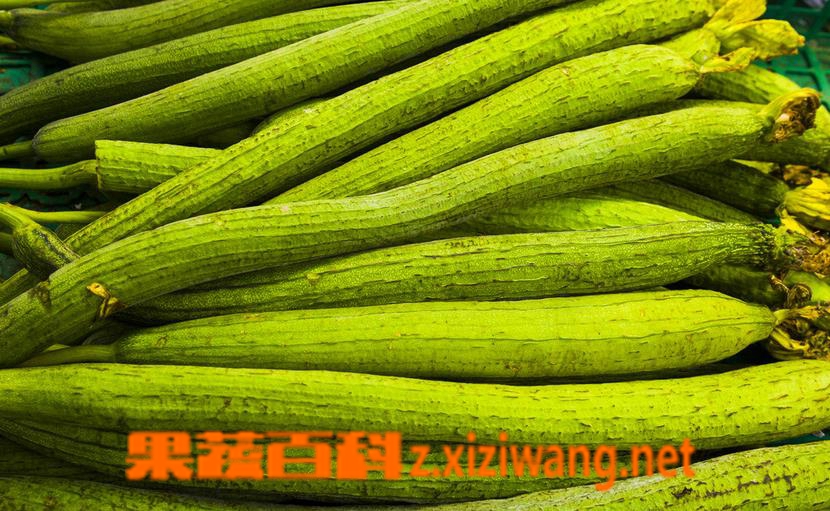 果蔬百科丝瓜怎么做好吃 丝瓜的吃法