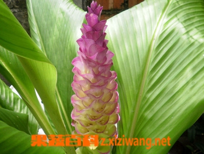 果蔬百科郁金的功效与作用