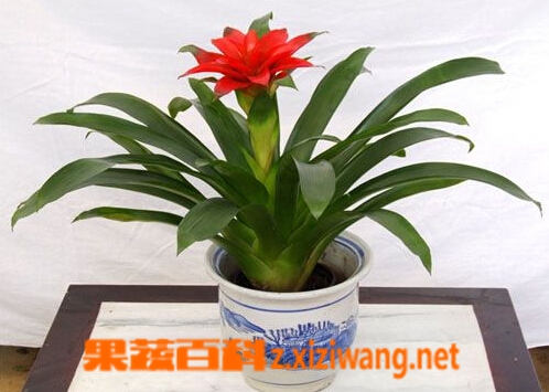 果蔬百科鸿运当头浇水方法 鸿运当头浇水注意事项