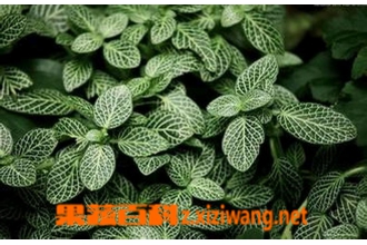 网纹草如何养殖 网纹草的养殖方法详解