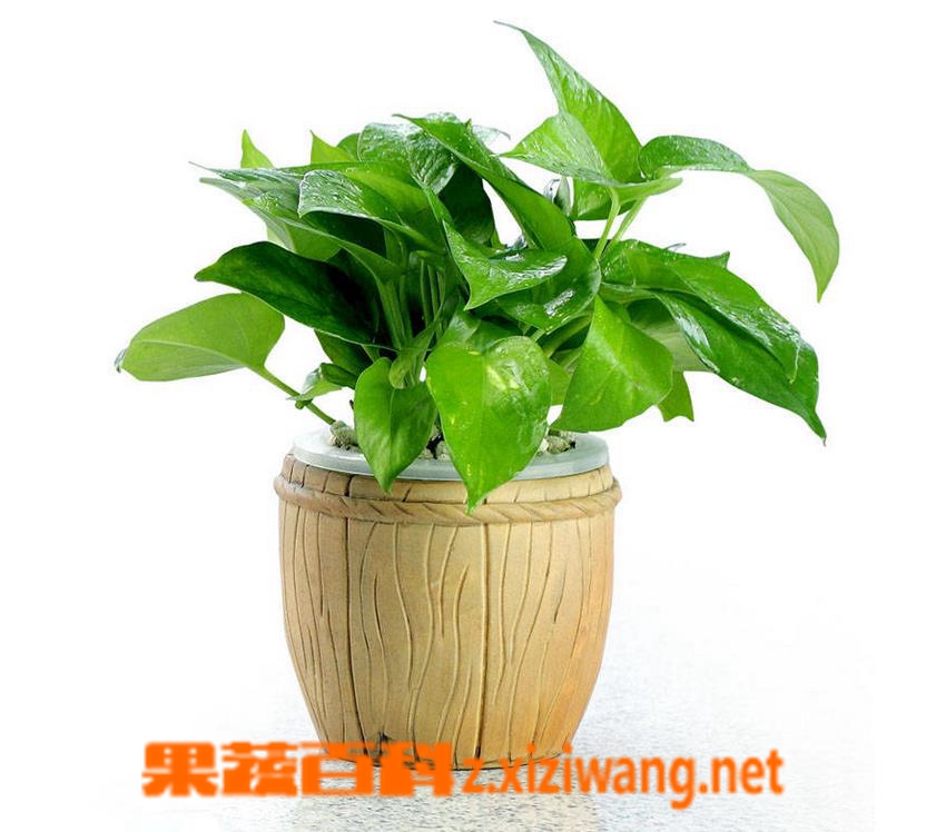 果蔬百科大叶绿萝养殖注意事项