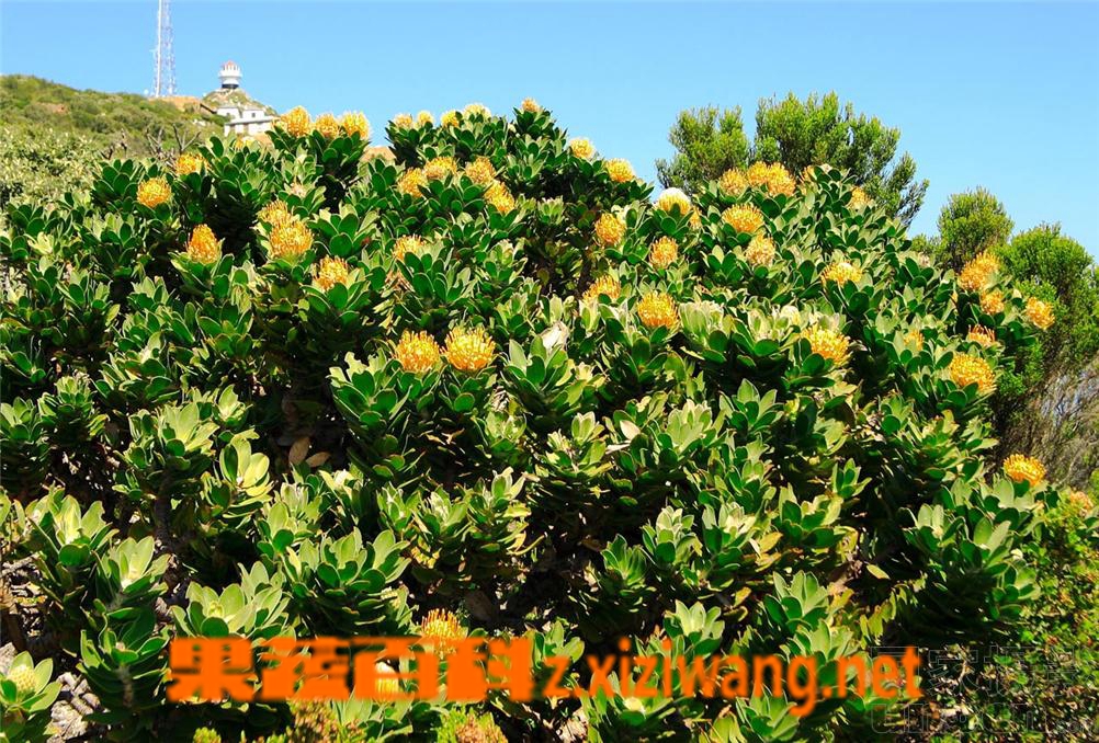 果蔬百科帝王花的养殖方法和花语