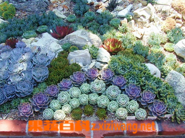 果蔬百科肉肉植物的养殖方法