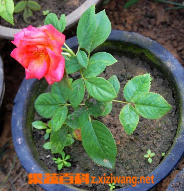 果蔬百科如何扦插月季花