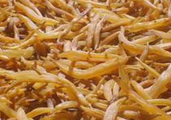 果蔬百科天冬的功效与作用