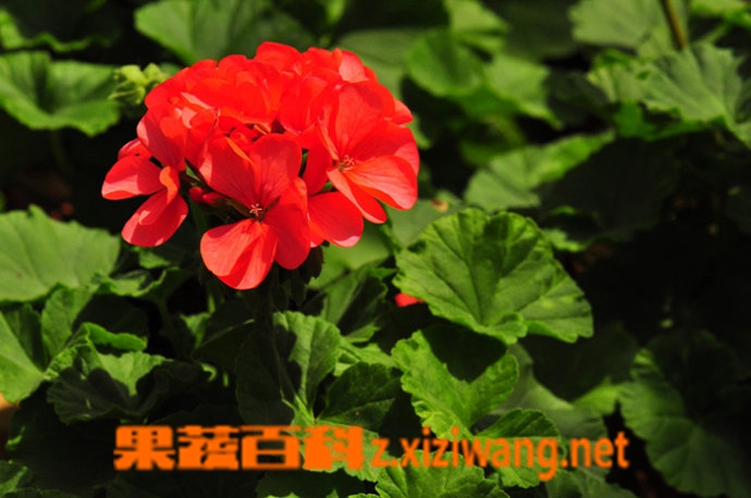 果蔬百科洋绣球(天竺葵)的养护方法