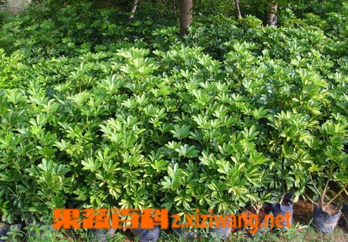 果蔬百科花叶鹅掌柴的水养殖方法