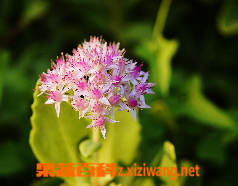 果蔬百科八宝景天怎么种