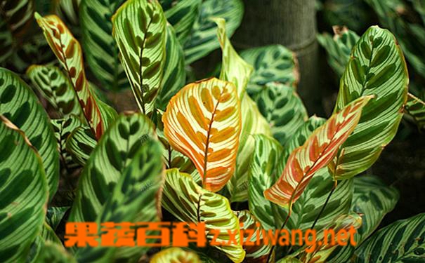 果蔬百科麒麟掌的养殖方法