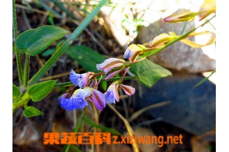 远志草图片 远志草的功效与作用
