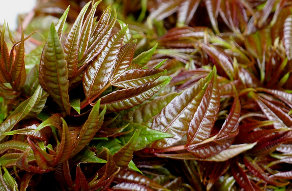 果蔬百科香椿的食疗功效与用法