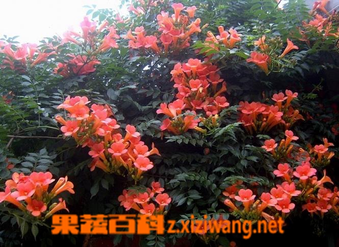 果蔬百科女葳花图片 女葳花的功效与作用