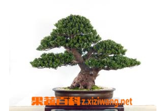 罗汉松盆景的养护方法教程