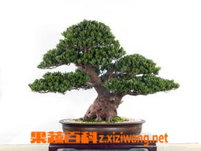 果蔬百科罗汉松盆景的养护方法