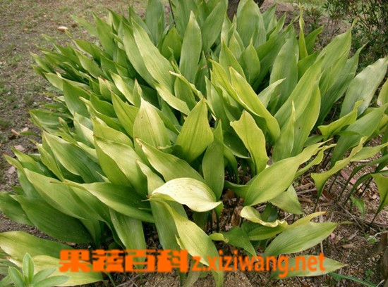 果蔬百科一叶兰的养殖方法