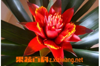 凤梨花怎么养 凤梨花的养殖方法技巧