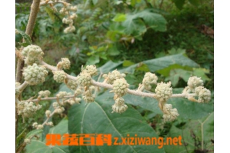 通草的功效与作用 通草的药用价值有哪些