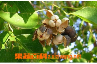 京大戟树的功效与作用 吃京大戟树的好处