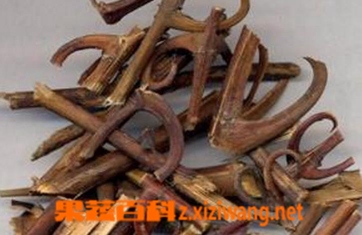 果蔬百科中药钩藤根味归经 中药钩藤根功效作用