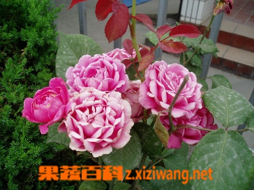 果蔬百科盆栽月季花的养殖方法