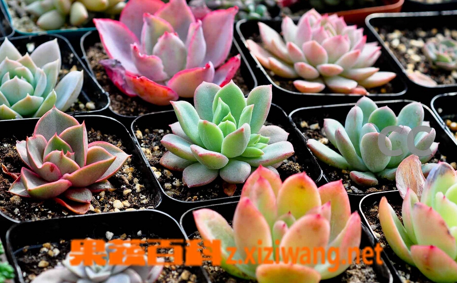 果蔬百科多肉植物该如何养护