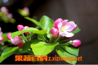 大海棠树如何养殖 大海棠树的养殖方法