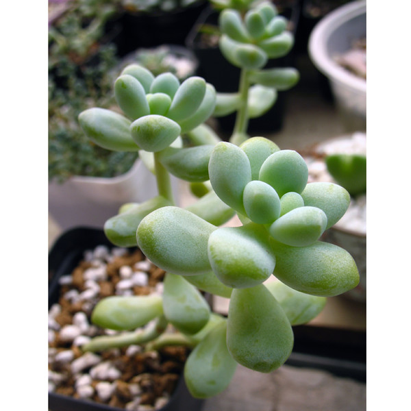 果蔬百科多肉植物天使之泪养殖方法