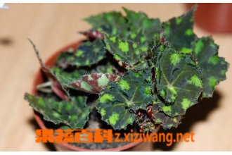 虎斑秋海棠有毒吗 虎斑秋海棠的繁殖方法